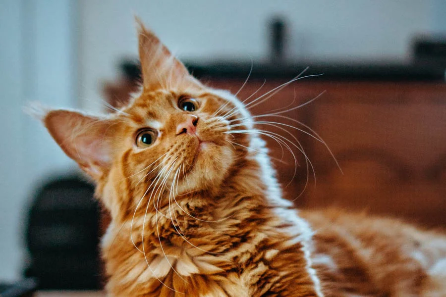 pet dryer machine box